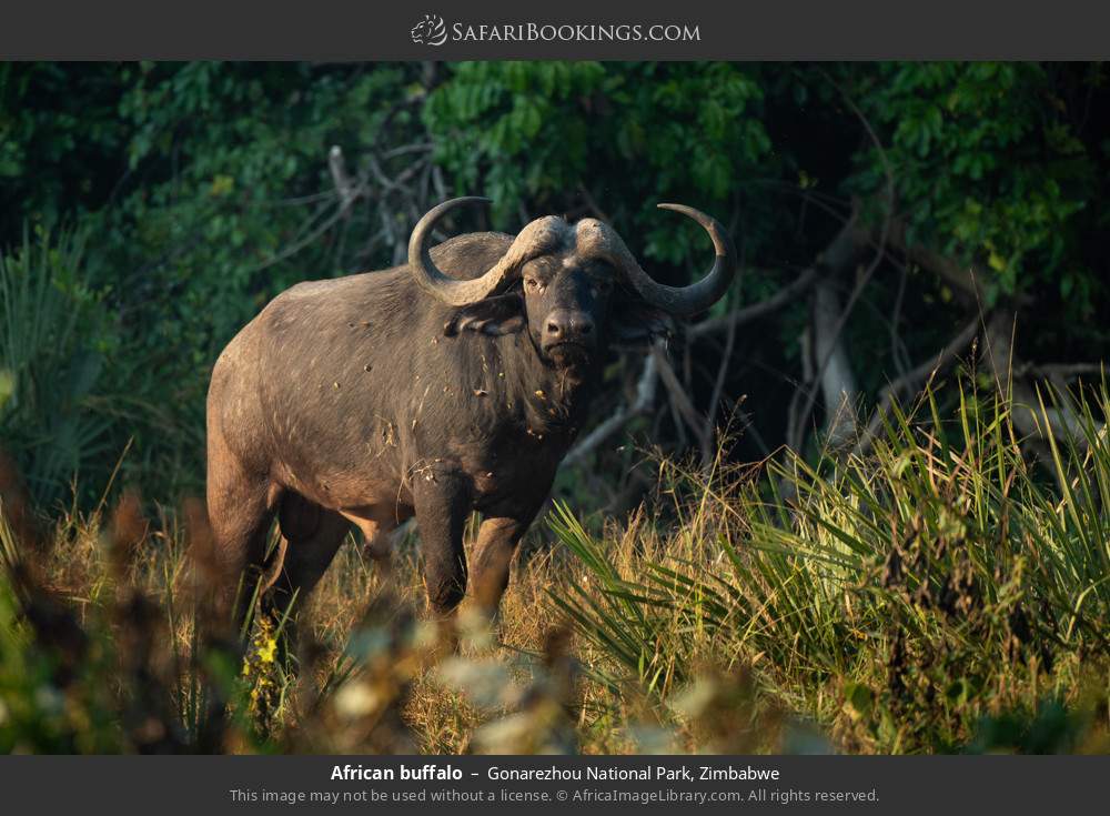 African buffalo in Gonarezhou National Park, Zimbabwe