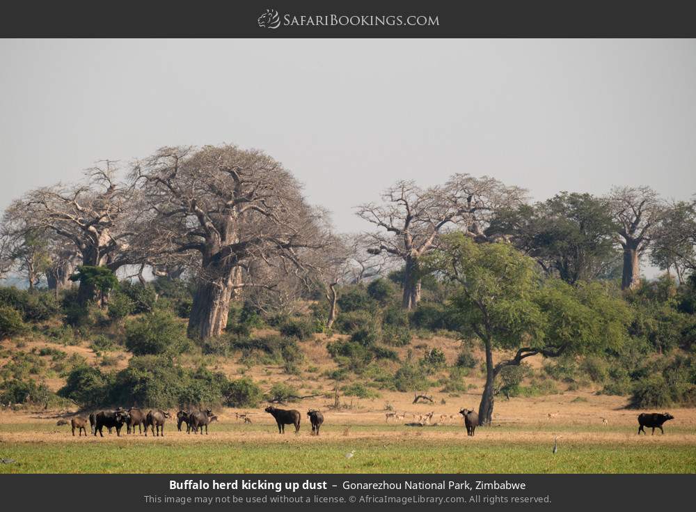 Buffalo herd in Gonarezhou National Park, Zimbabwe