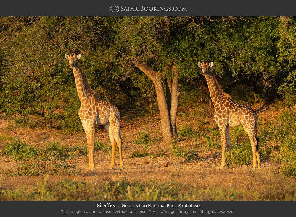 Giraffes in Gonarezhou National Park, Zimbabwe
