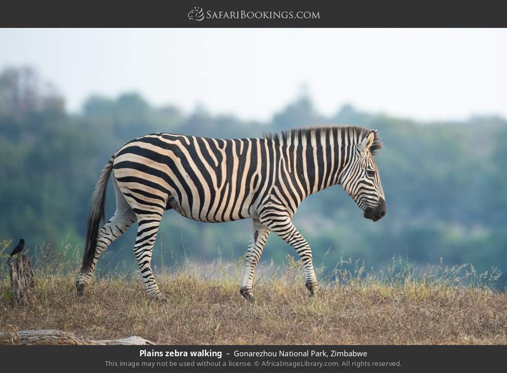 Plains zebra walking in Gonarezhou National Park, Zimbabwe