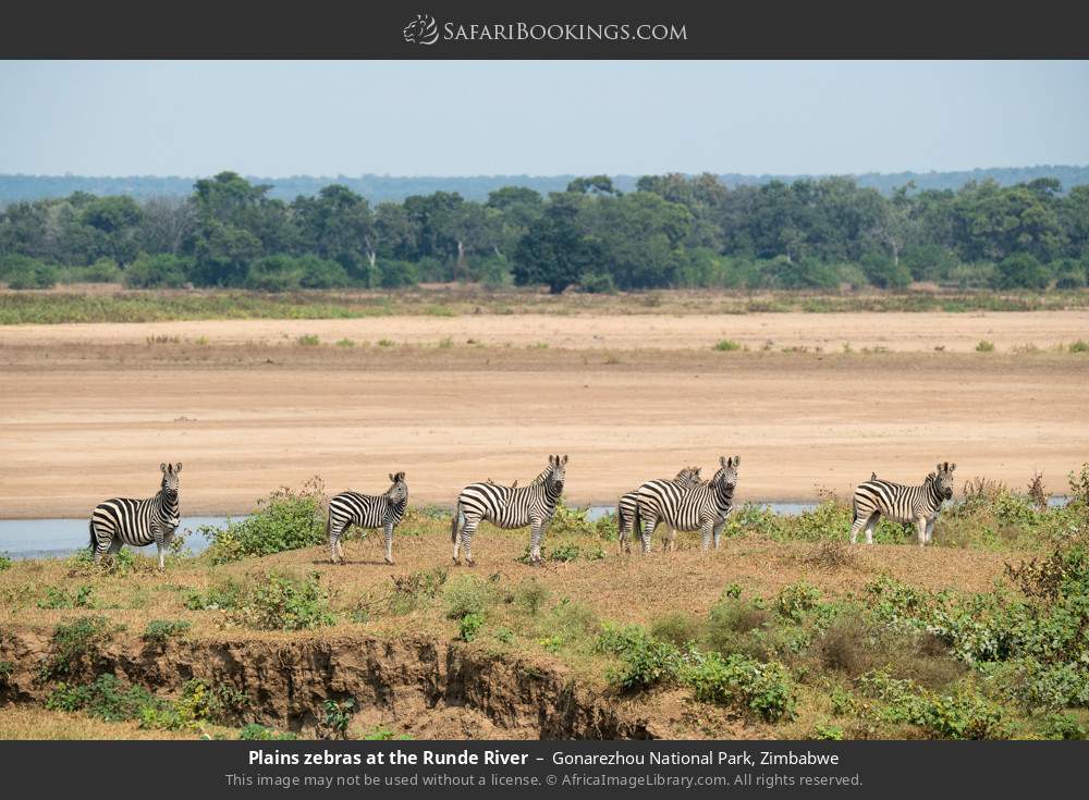 Plains zebras at the Runde River in Gonarezhou National Park, Zimbabwe