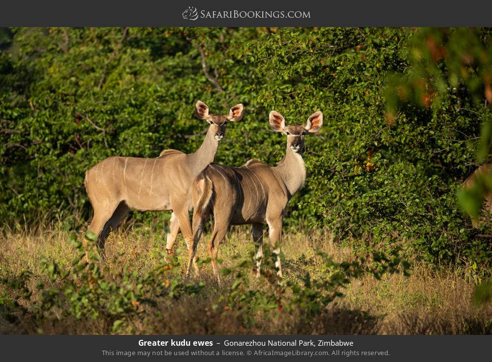 Greater kudu ewes in Gonarezhou National Park, Zimbabwe