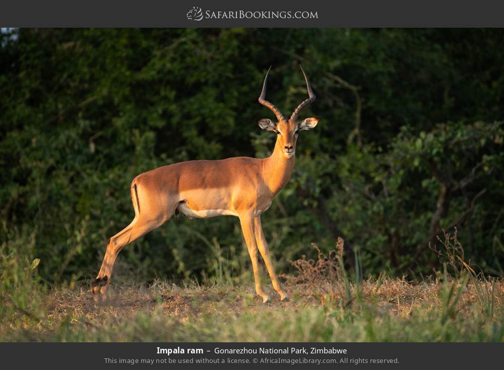 Impala ram in Gonarezhou National Park, Zimbabwe