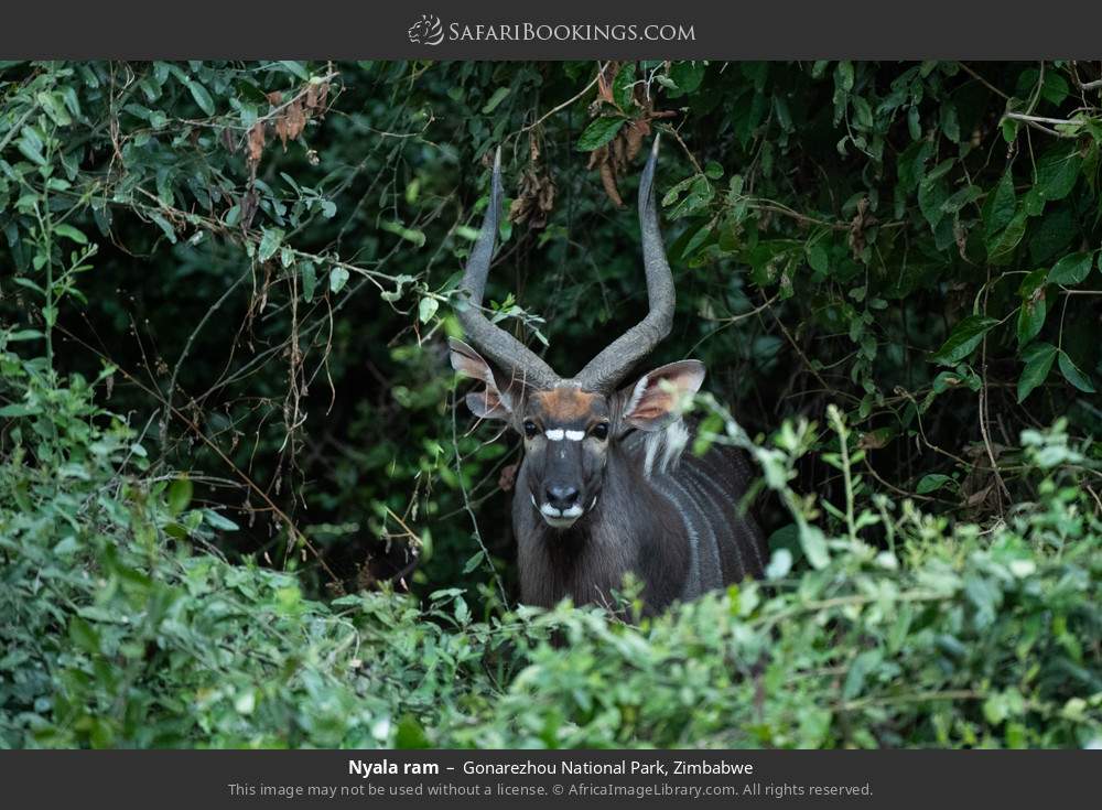Nyala ram in Gonarezhou National Park, Zimbabwe