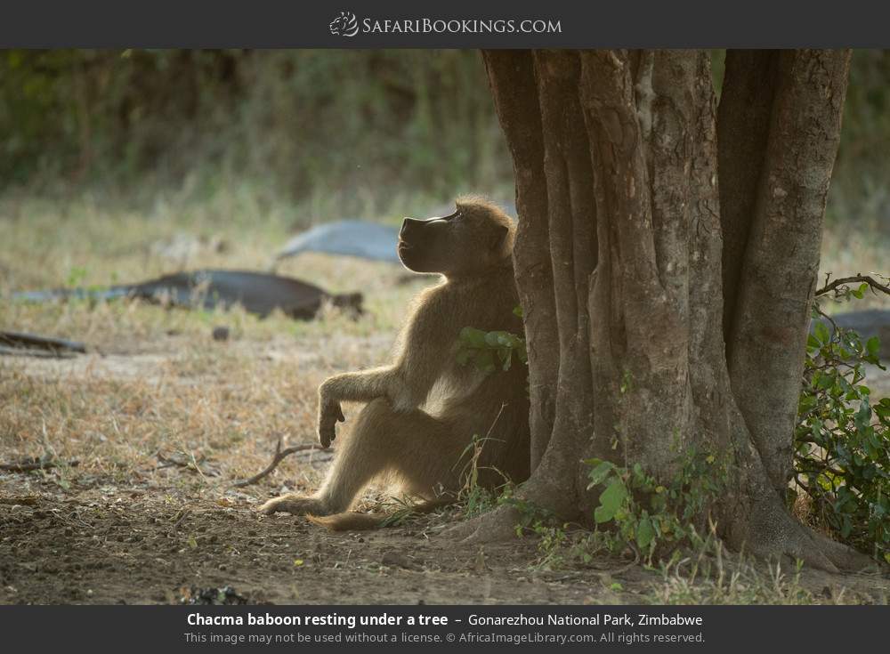 Chacma baboon resting under a tree in Gonarezhou National Park, Zimbabwe