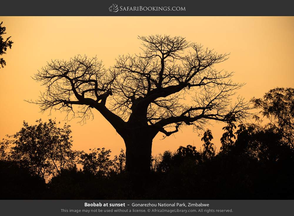 Baobab tree at sunset in Gonarezhou National Park, Zimbabwe