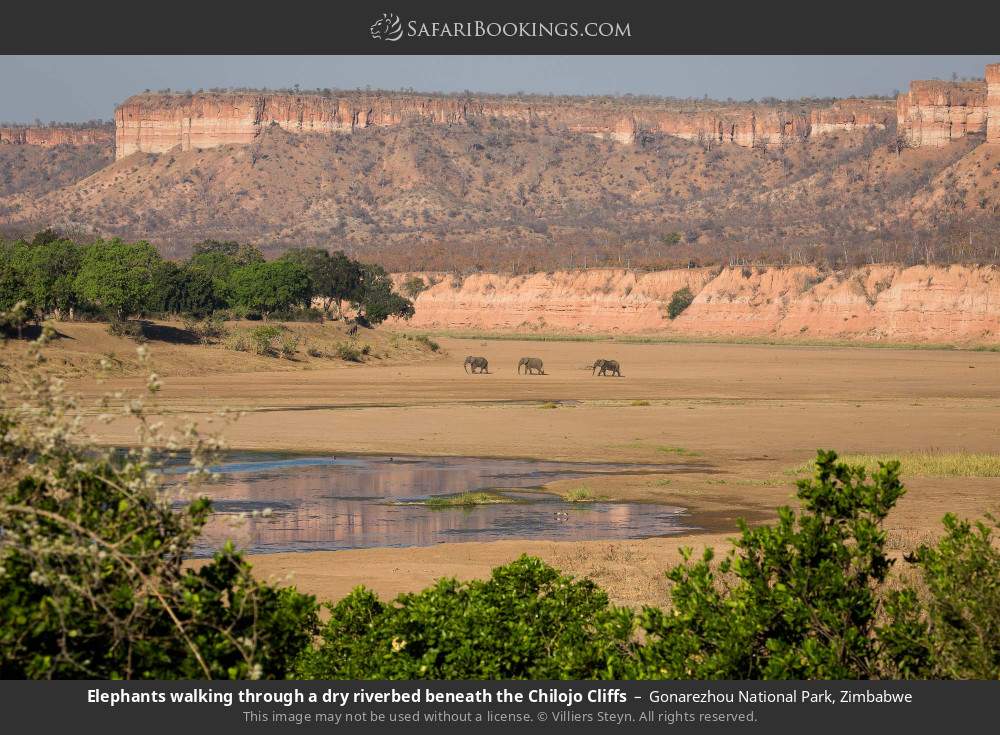 Elephants walking through a dry riverbed beneath the Chilojo Cliffs in Gonarezhou National Park, Zimbabwe