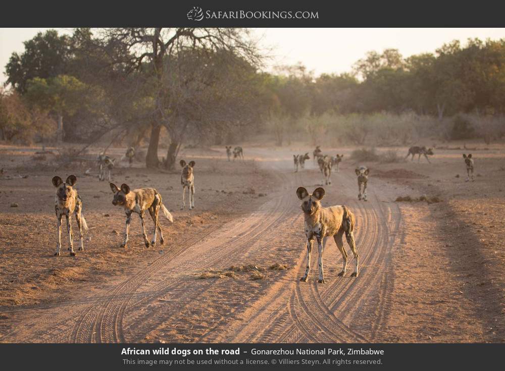 African wild dogs on the road in Gonarezhou National Park, Zimbabwe