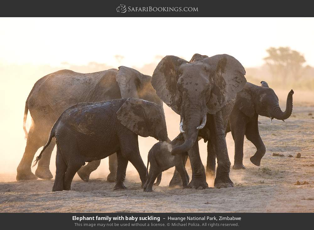 Elephant family with baby suckling in Hwange National Park, Zimbabwe