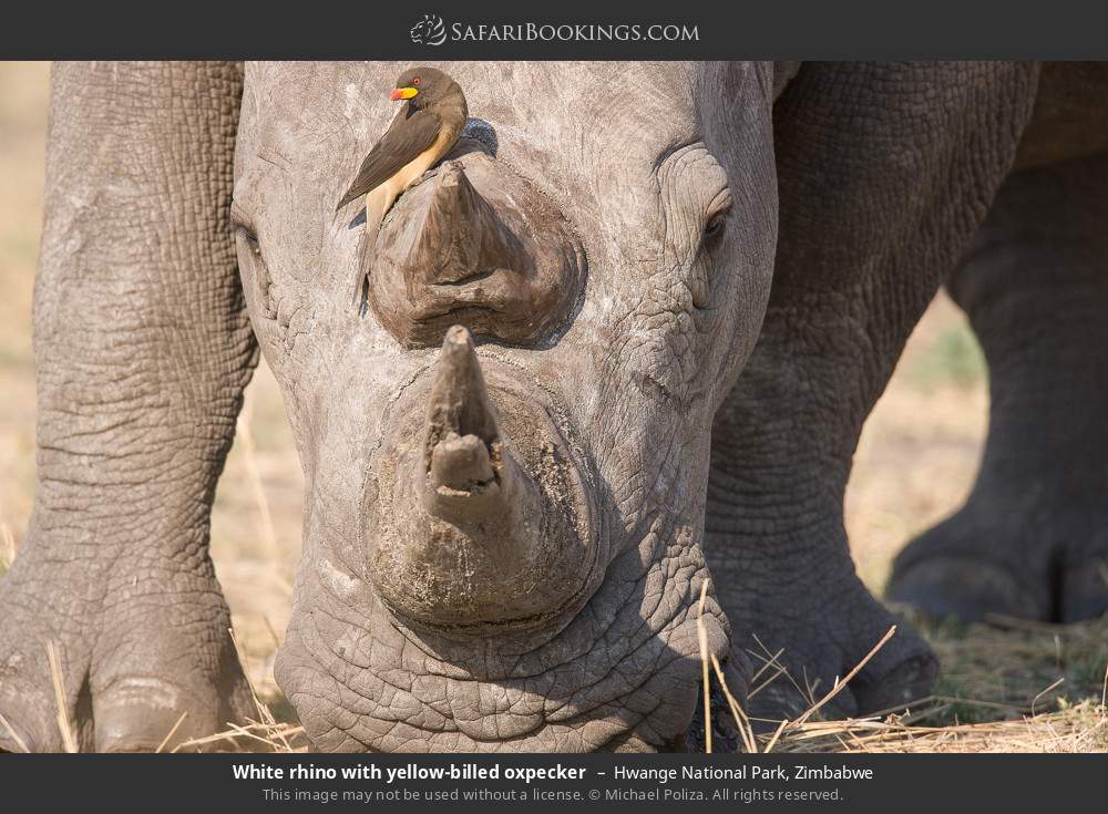 White rhino with yellow-billed oxpecker in Hwange National Park, Zimbabwe