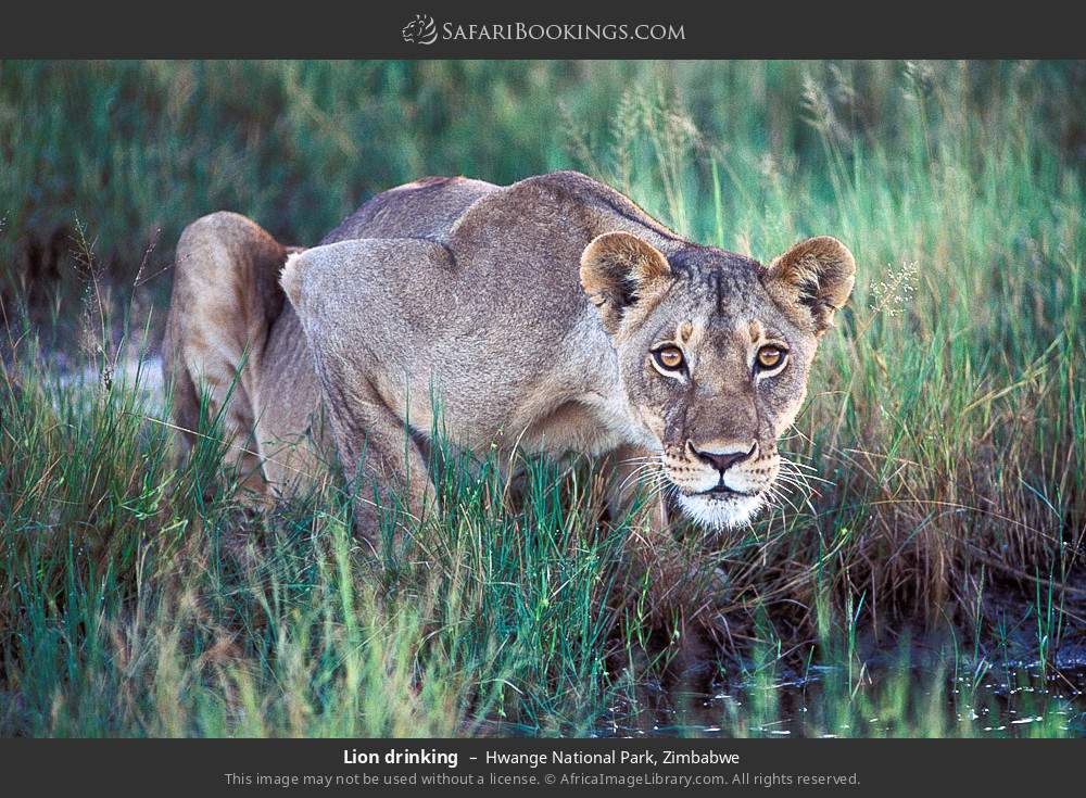 Lion drinking in Hwange National Park, Zimbabwe
