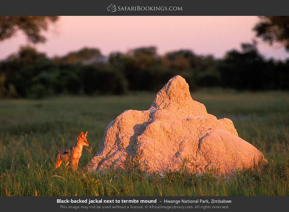 Black-backed jackal next to termite mound in Hwange National Park, Zimbabwe