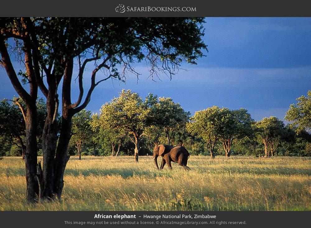 African elephant in Hwange National Park, Zimbabwe