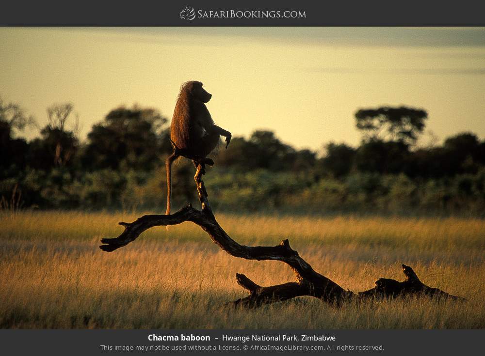 Chacma baboon in Hwange National Park, Zimbabwe