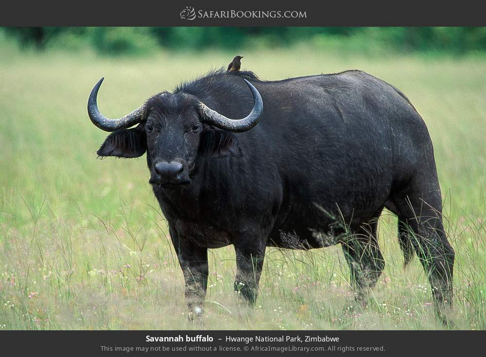 Savannah buffalo in Hwange National Park, Zimbabwe
