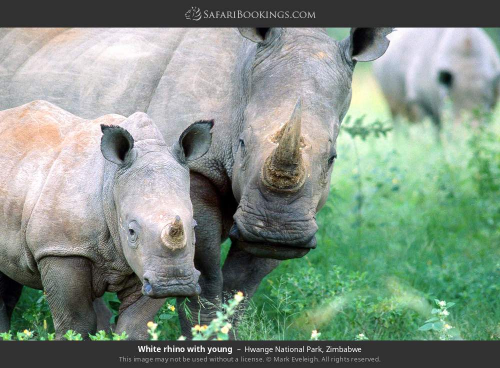 White rhino with young in Hwange National Park, Zimbabwe