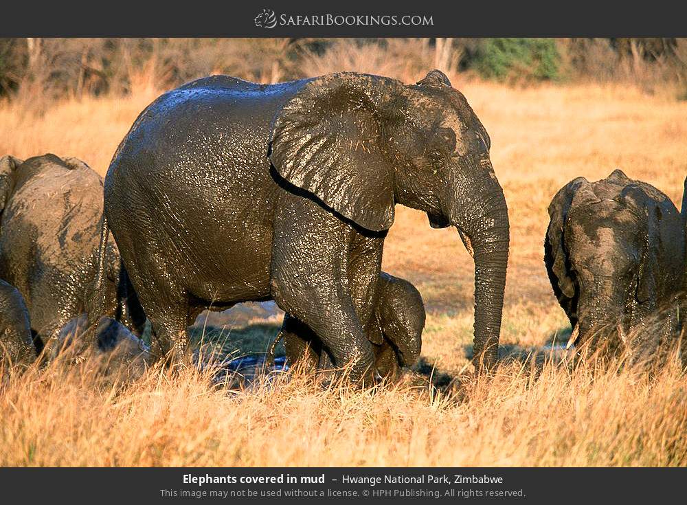 Elephants covered in mud in Hwange National Park, Zimbabwe