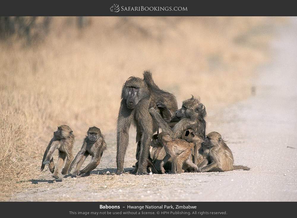 Baboons in Hwange National Park, Zimbabwe