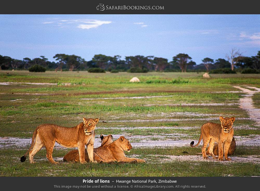 Pride of lions in Hwange National Park, Zimbabwe