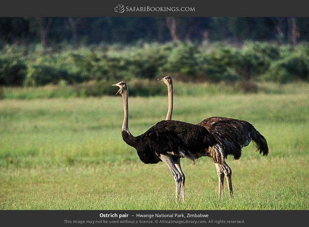 Ostrich pair in Hwange National Park, Zimbabwe
