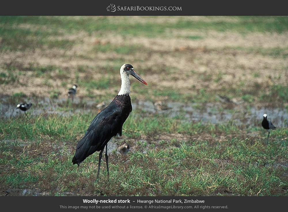 Woolly-necked stork in Hwange National Park, Zimbabwe