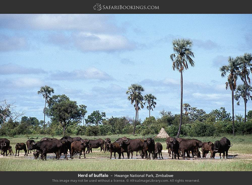 Herd of buffalo in Hwange National Park, Zimbabwe