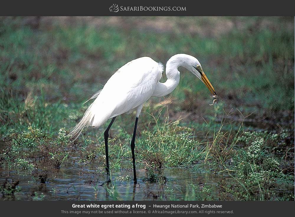 Great white egret eating a frog in Hwange National Park, Zimbabwe