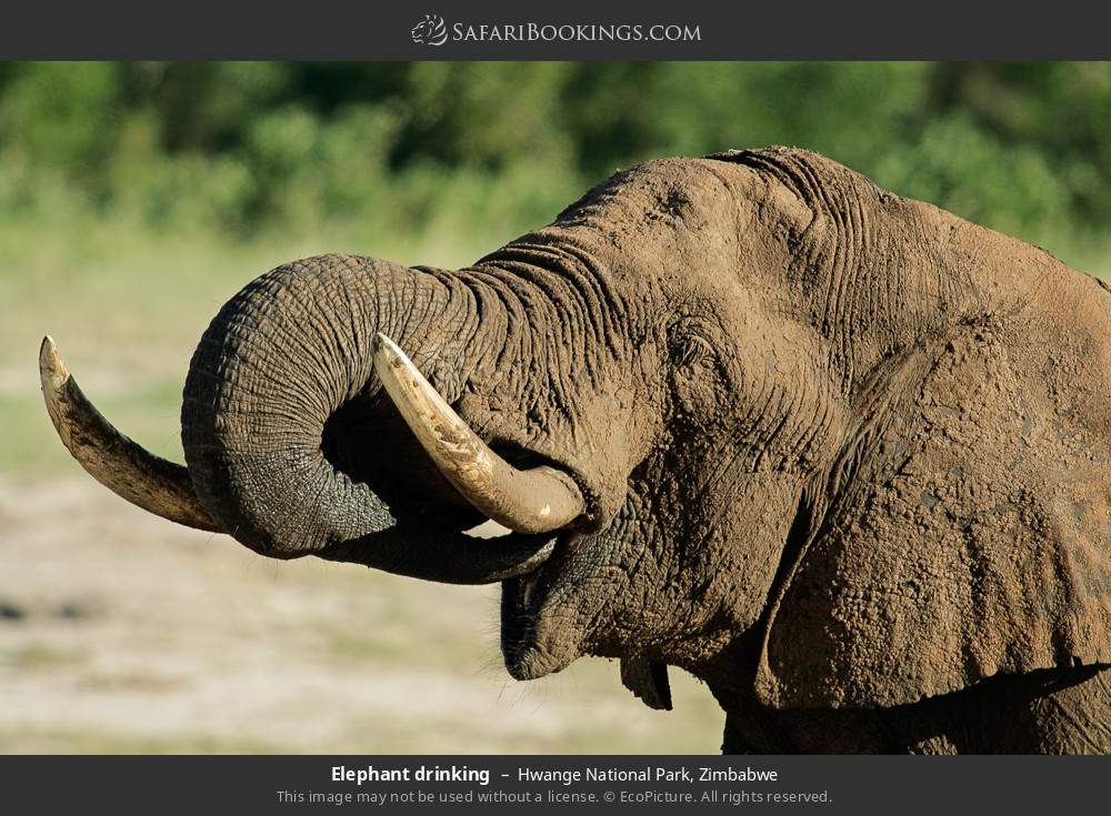 Elephant drinking in Hwange National Park, Zimbabwe
