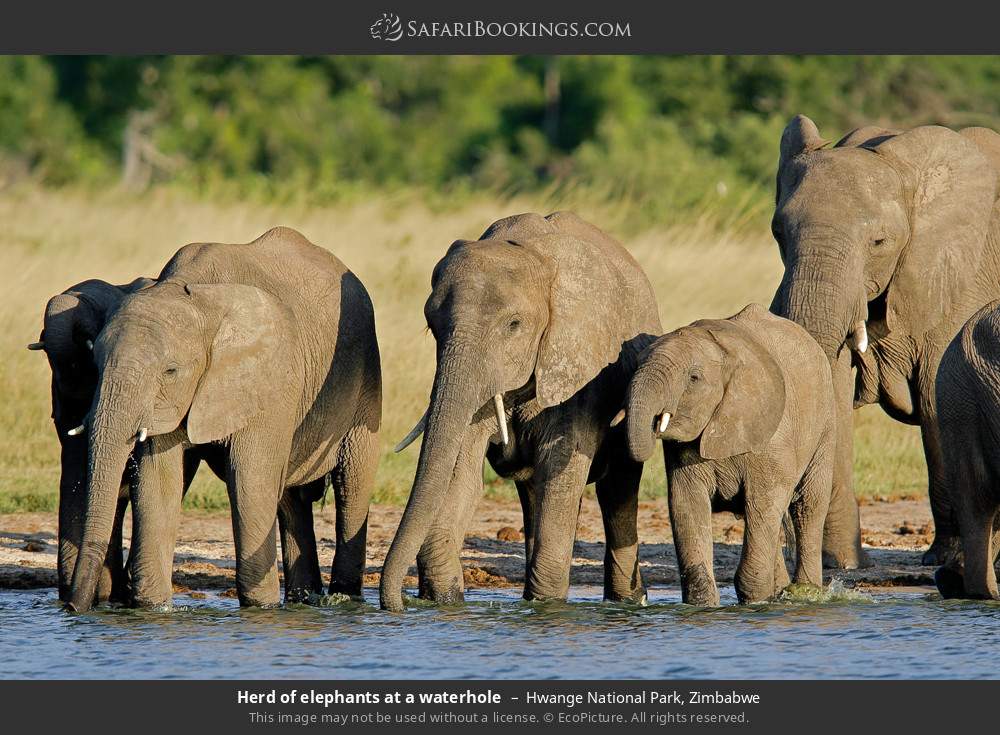 Herd of elephants at a waterhole in Hwange National Park, Zimbabwe