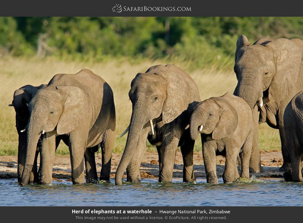 Hwange Wildlife Photos Images Pictures Of Hwange National Park