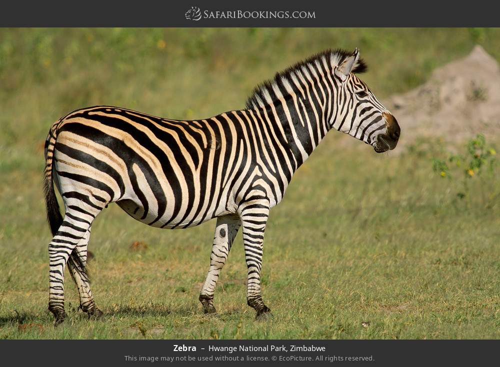 Zebra in Hwange National Park, Zimbabwe