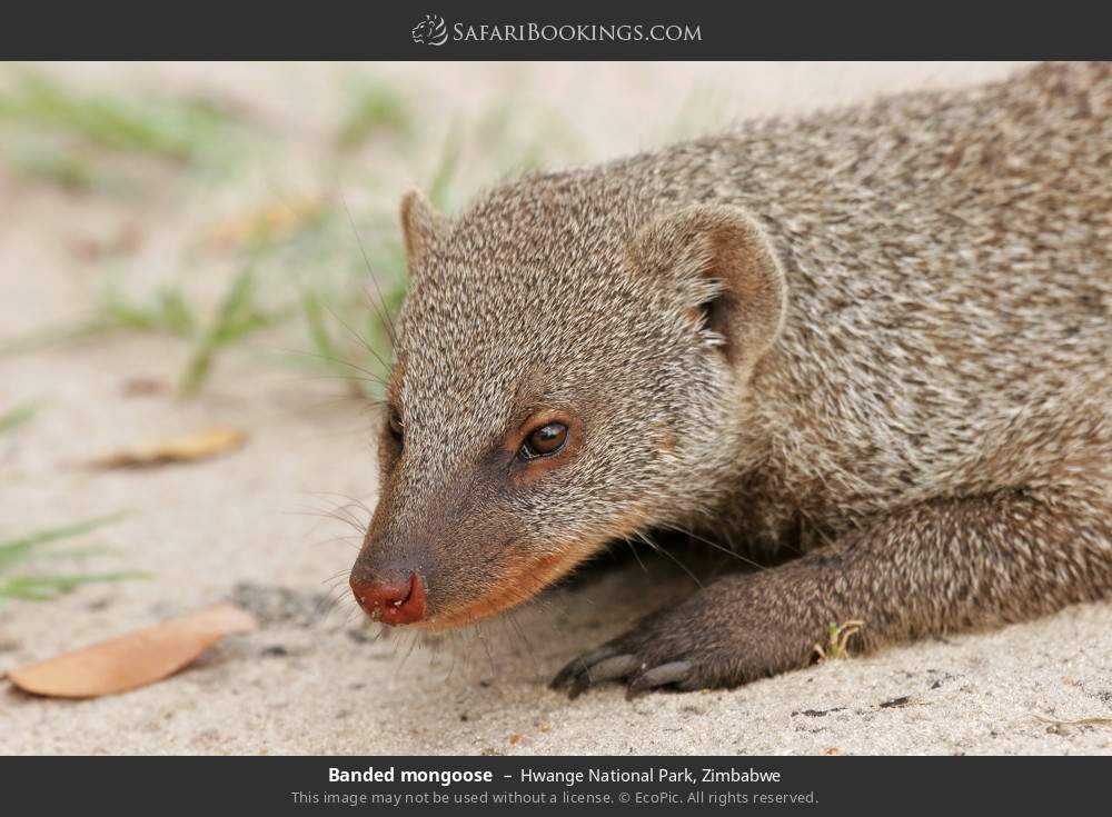 Banded mongoose in Hwange National Park, Zimbabwe