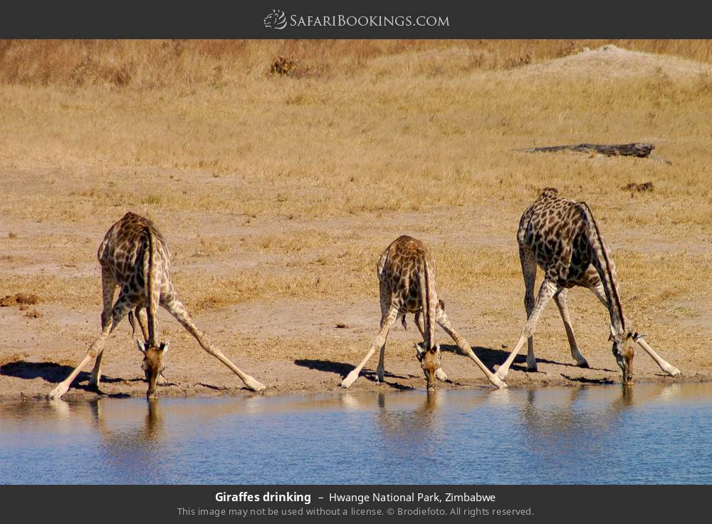 Giraffes drinking in Hwange National Park, Zimbabwe
