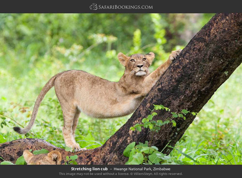 Lion cub stretching in Hwange National Park, Zimbabwe