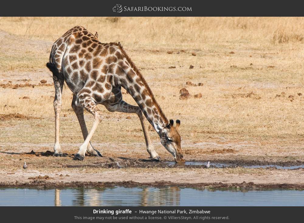 Drinking giraffe in Hwange National Park, Zimbabwe