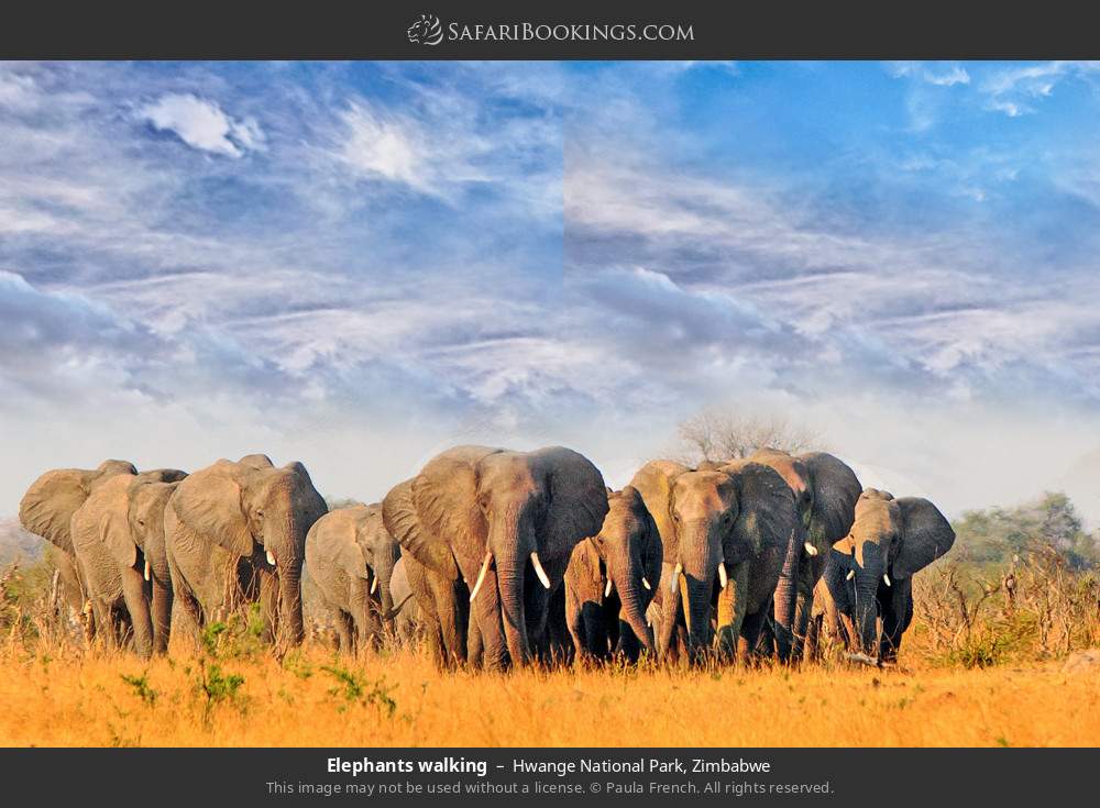 Elephants walking in Hwange National Park, Zimbabwe
