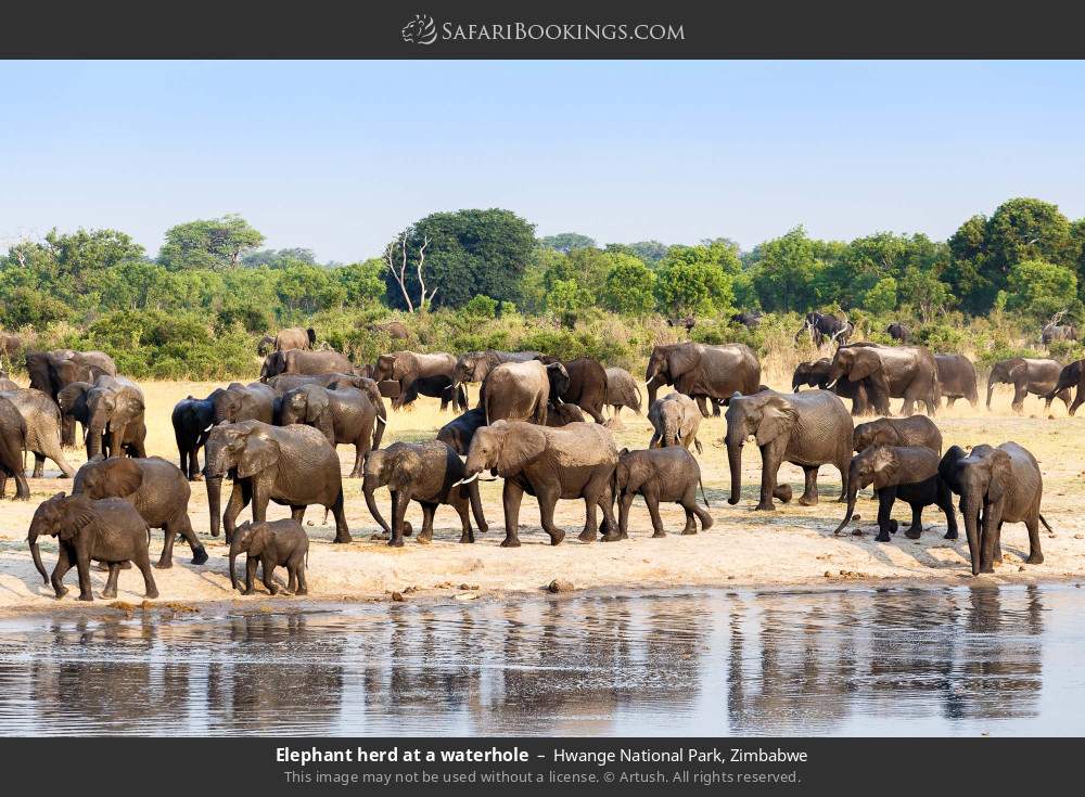 Elephant herd at a waterhole in Hwange National Park, Zimbabwe