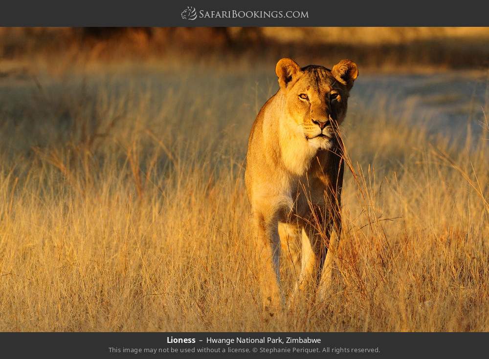 Lioness in Hwange National Park, Zimbabwe