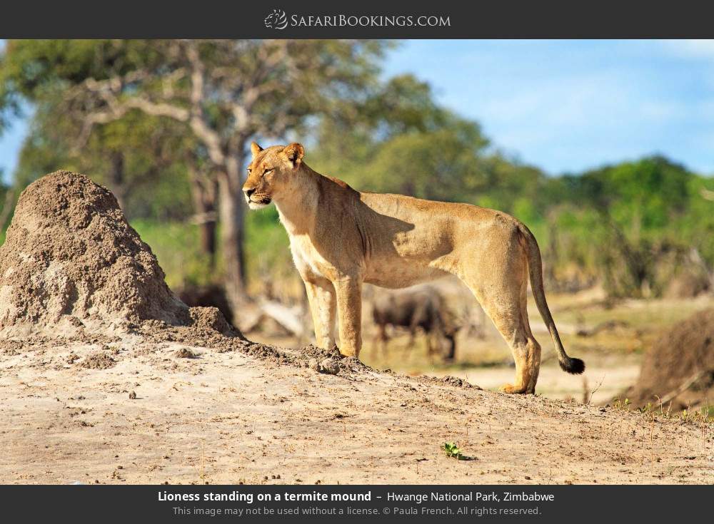 Lioness standing on a termite mound in Hwange National Park, Zimbabwe