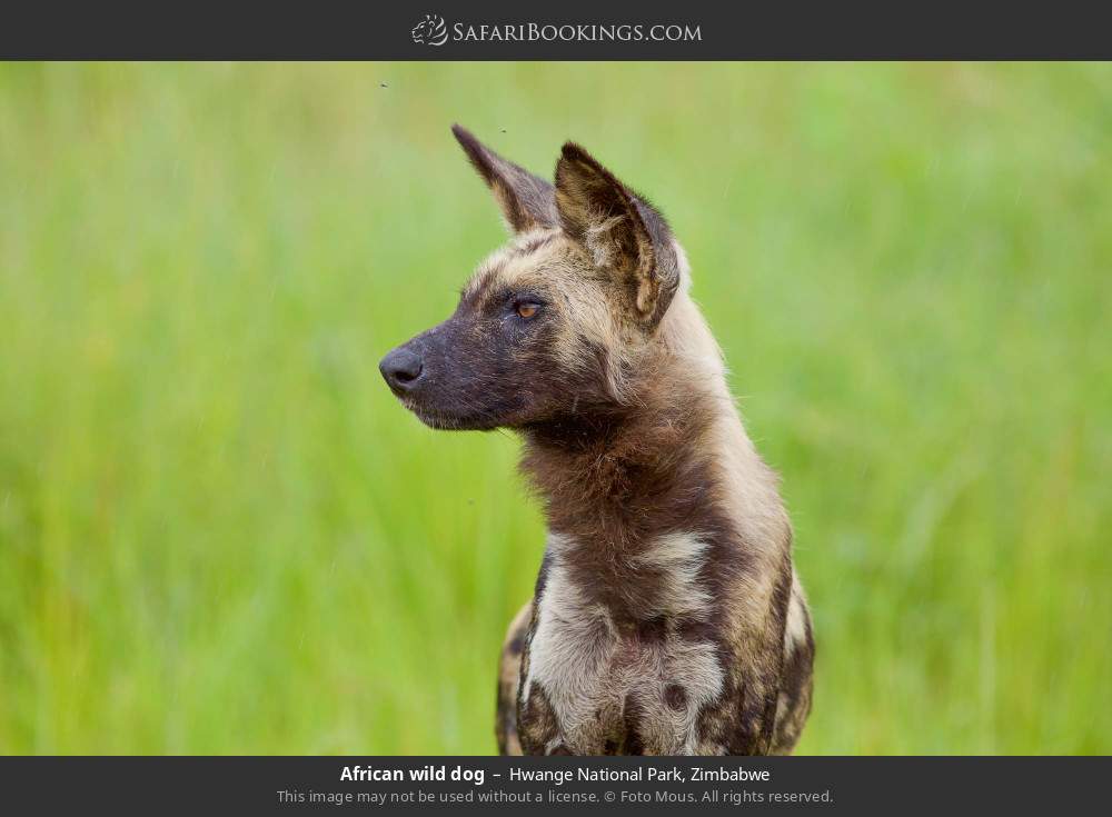 African wild dog in Hwange National Park, Zimbabwe