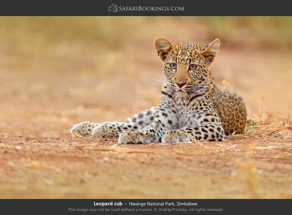 Leopard cub in Hwange National Park, Zimbabwe