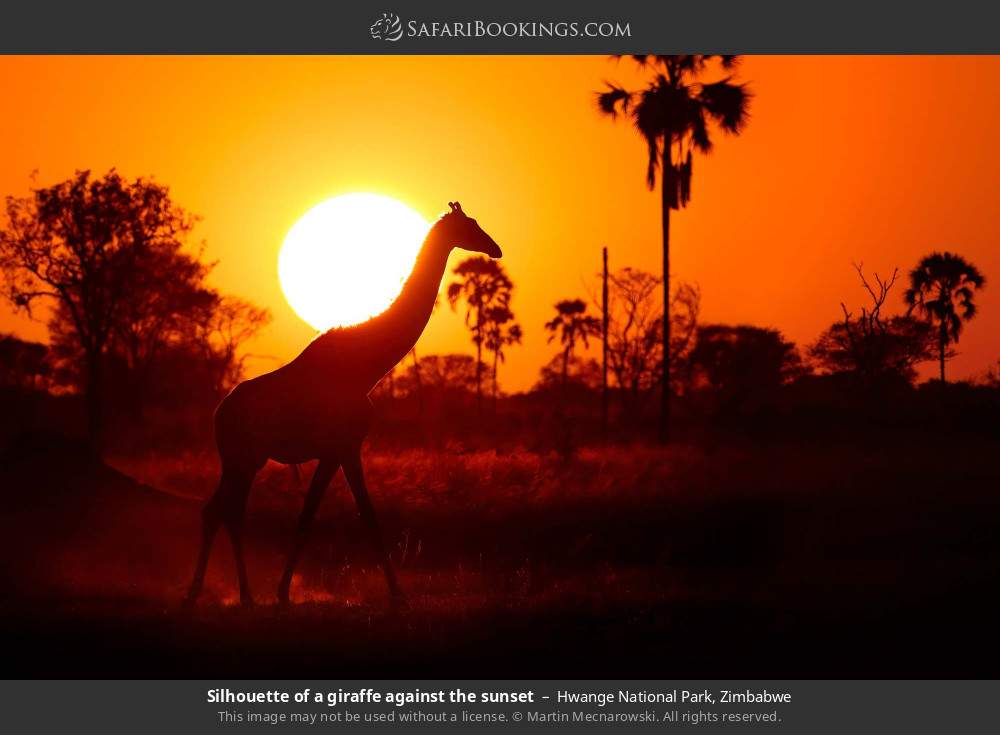 Silhouette of a giraffe against the sunset in Hwange National Park, Zimbabwe