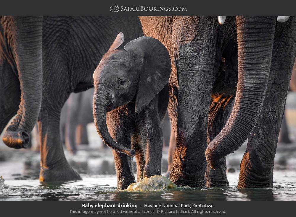 Baby elephant drinking in Hwange National Park, Zimbabwe