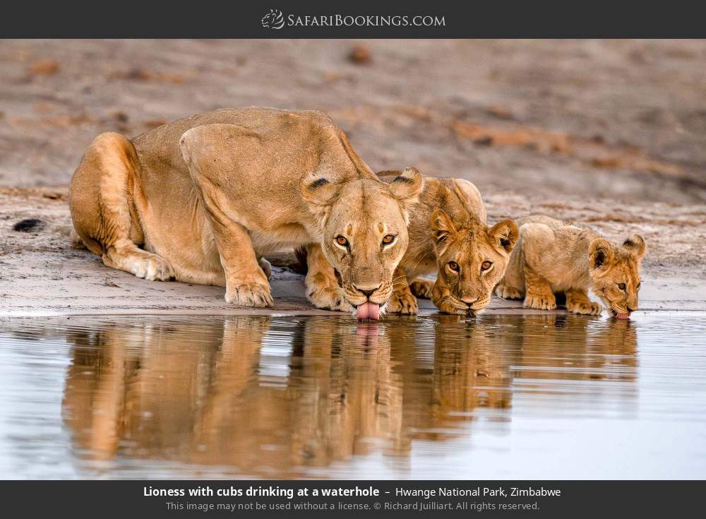 Lioness with cubs drinking at a waterhole in Hwange National Park, Zimbabwe