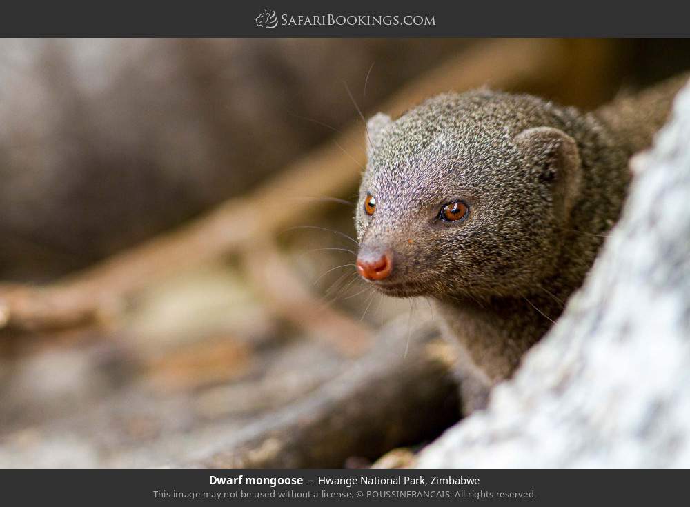 Dwarf mongoose in Hwange National Park, Zimbabwe