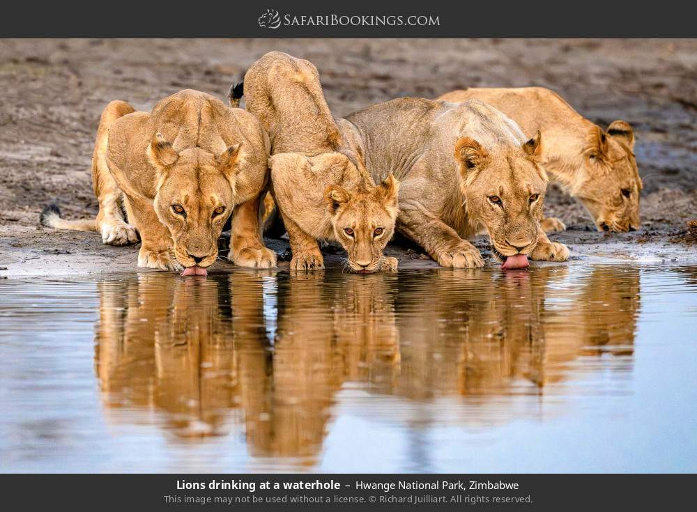 Lions drinking at a waterhole in Hwange National Park, Zimbabwe