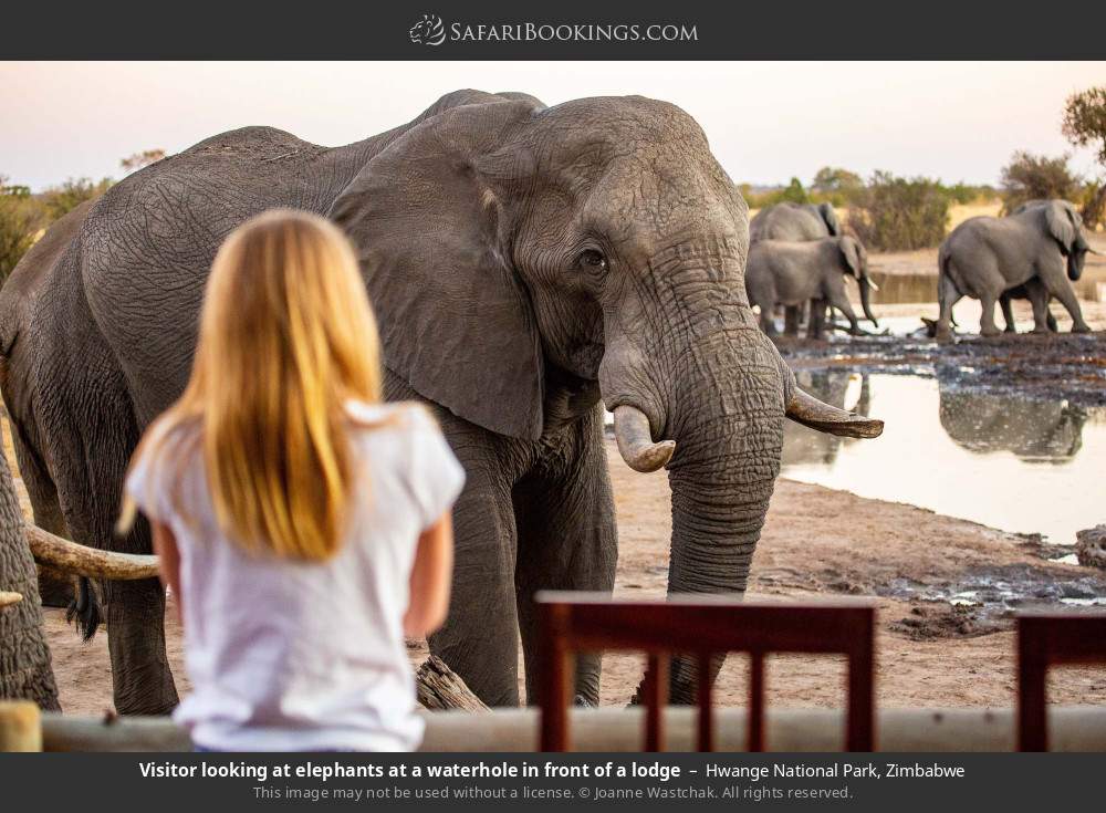 Visitor looking at elephants at a waterhole in front of a lodge in Hwange National Park, Zimbabwe