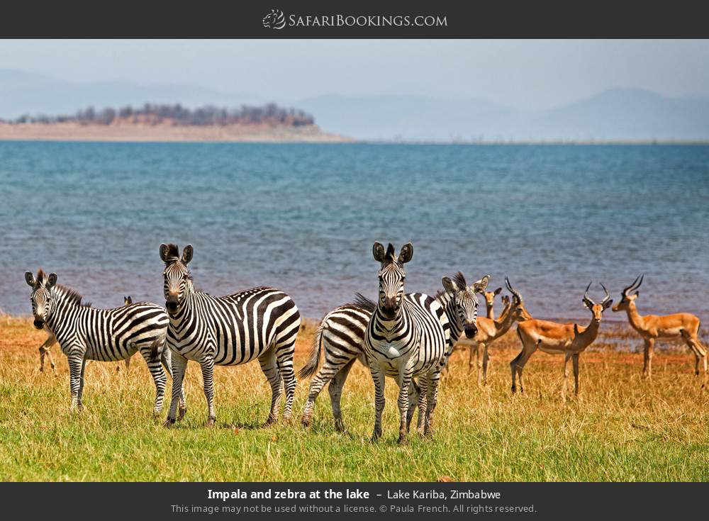 Impala and zebra at the lake in Lake Kariba, Zimbabwe