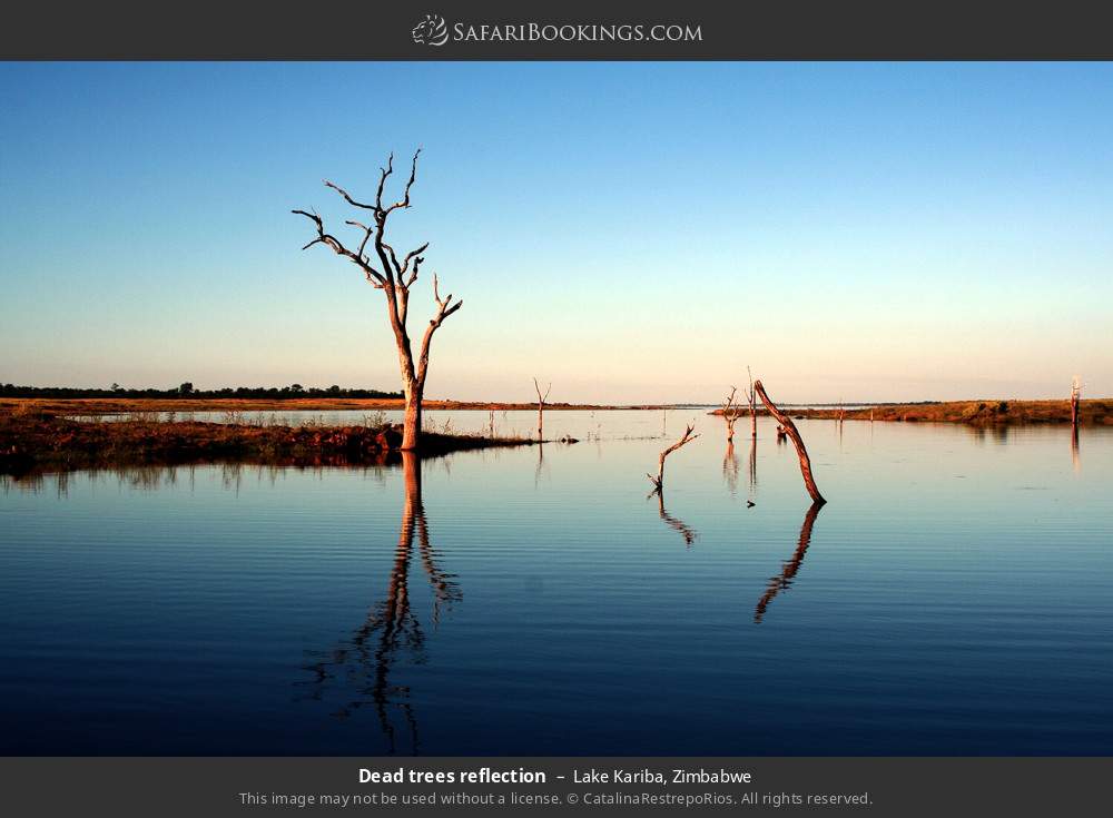 Dead trees reflection in Lake Kariba, Zimbabwe