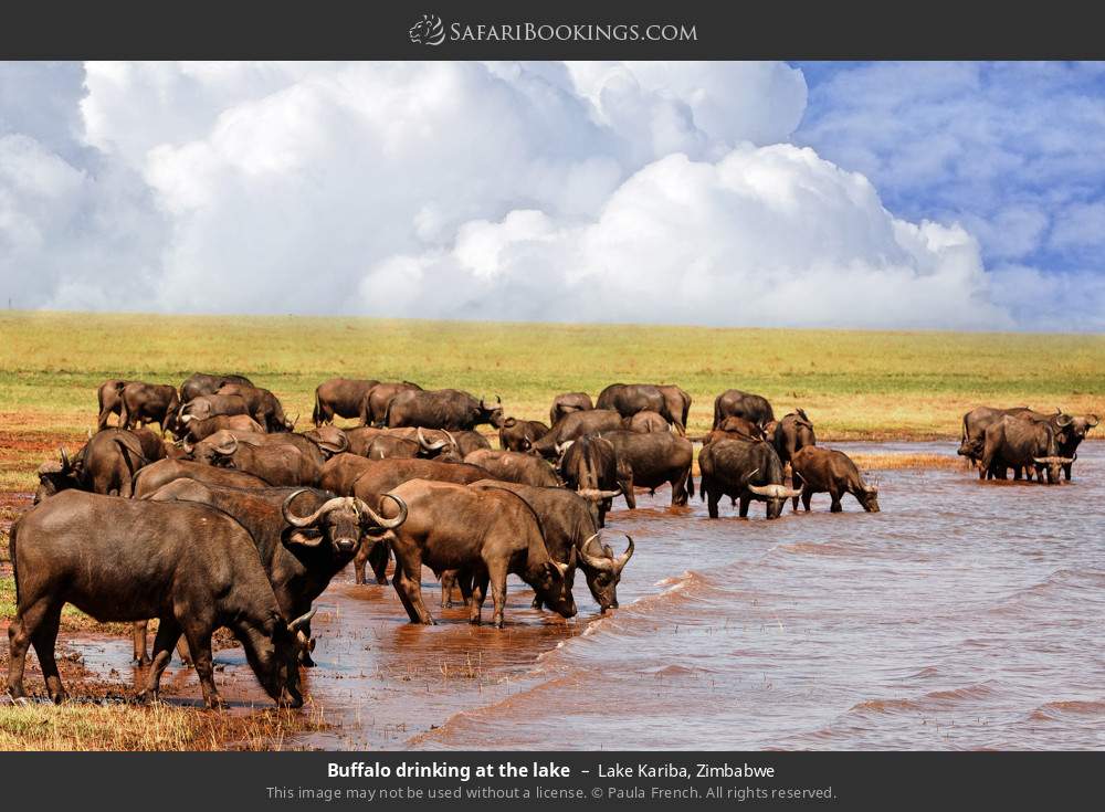 Buffalo drinking at the lake in Lake Kariba, Zimbabwe